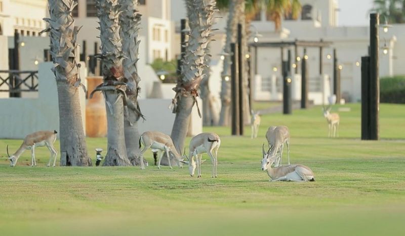 AL MAYA ISLAND & RESORT фото 4