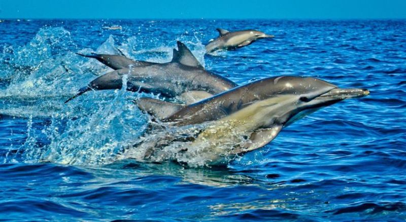 SHIMONI REEF фото 3