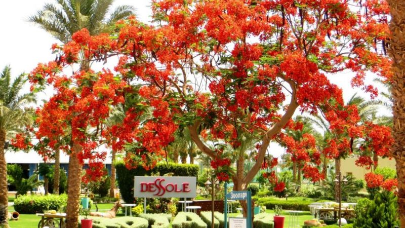 ROYAL ROJANA RESORT фото 5