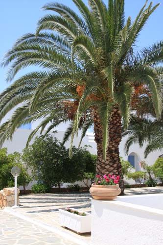 NARGES фото 4