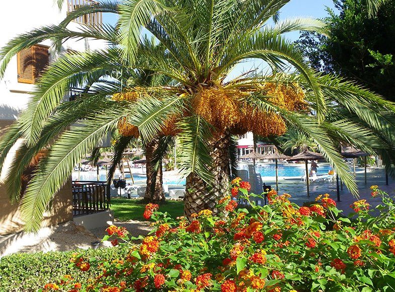 ALBIR GARDENS фото 6
