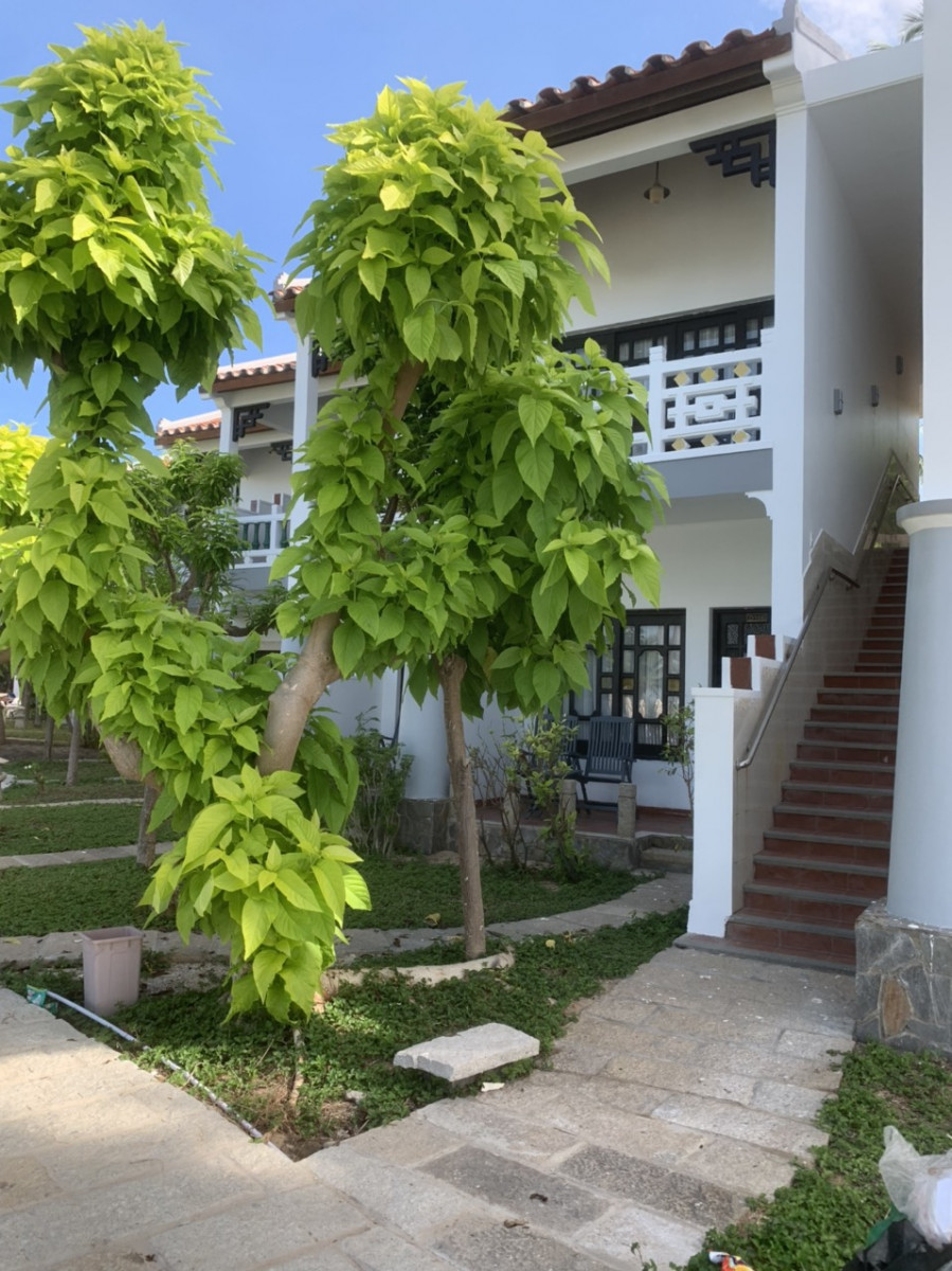 DYNASTY MUI NE BEACH RESORT фото 6
