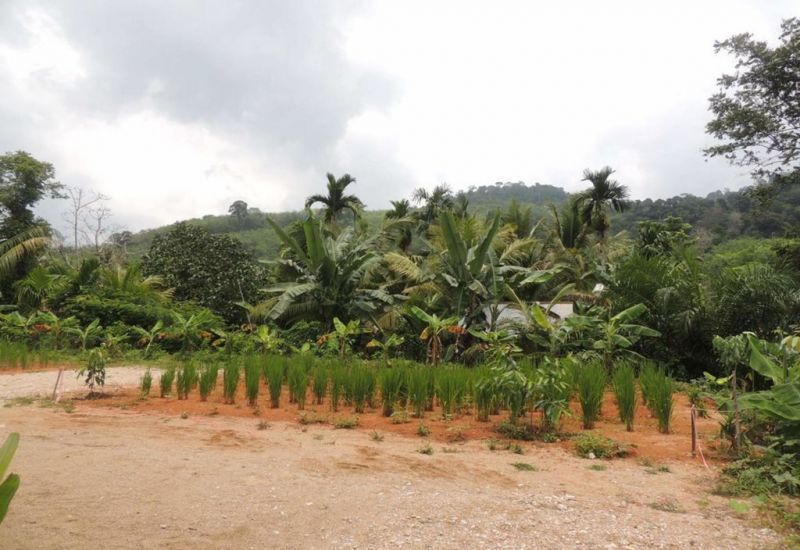 OYO 75312 BANANA LODGE фото 4
