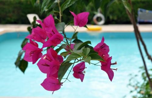 TUNCER GARDEN фото 7