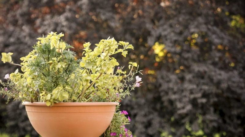ALEXANDROS NEA FOKEA фото 3