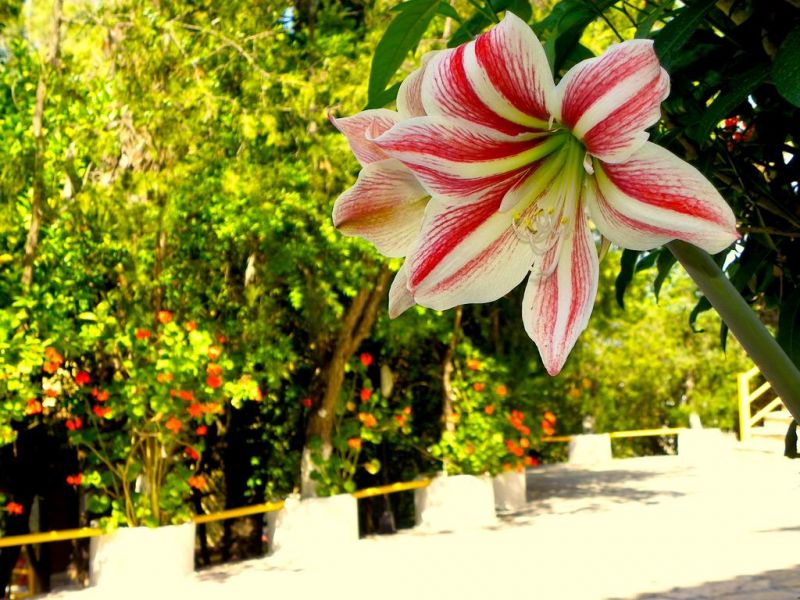 MIRABELLE фото 7