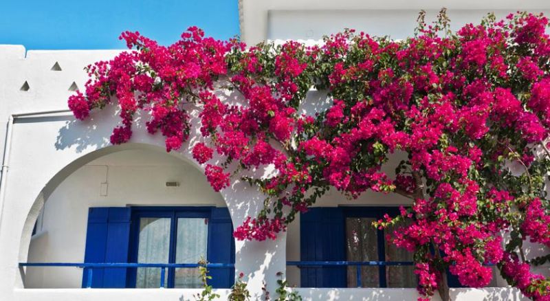 SUNRISE VILLAGE SKOPELOS фото 8