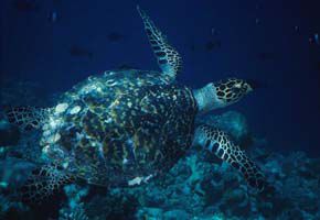 ASDU SUN ISLAND фото 2
