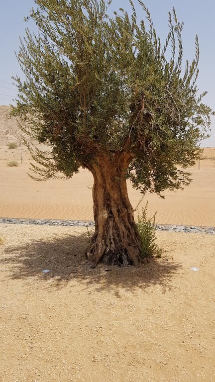 AL FAYA LODGE фото 7
